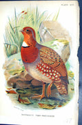 Antique Print 1896 Lloyd Sharpe Game Birds Mandelli'S Tree-Partridge Wyman 19th