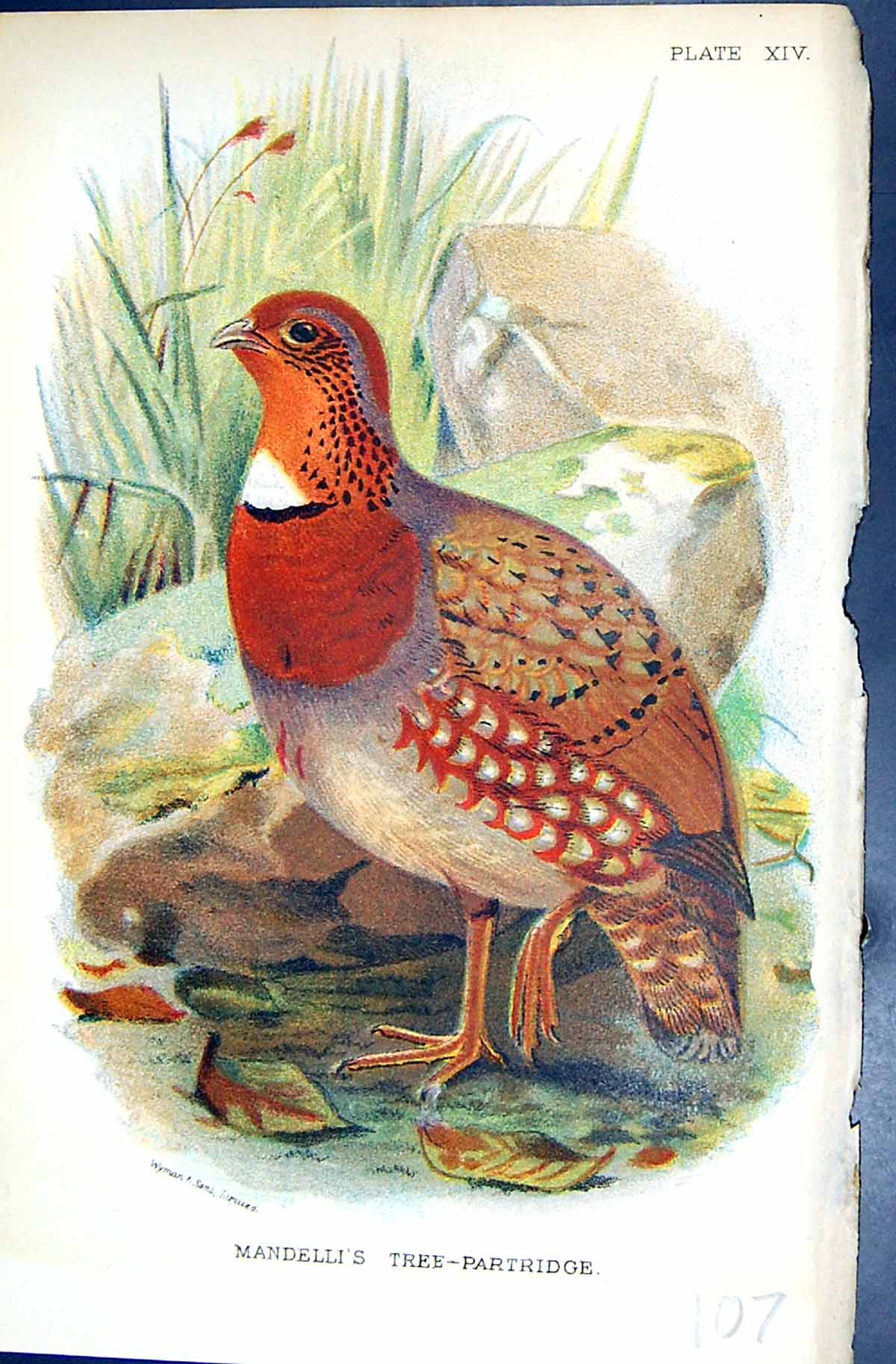 Antique Print 1896 Lloyd Sharpe Game Birds Mandelli'S Tree-Partridge Wyman 19th