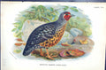 Antique Print 1896 Lloyd Sharpe Game Birds Manipur Painted Bush-Quail Wyman