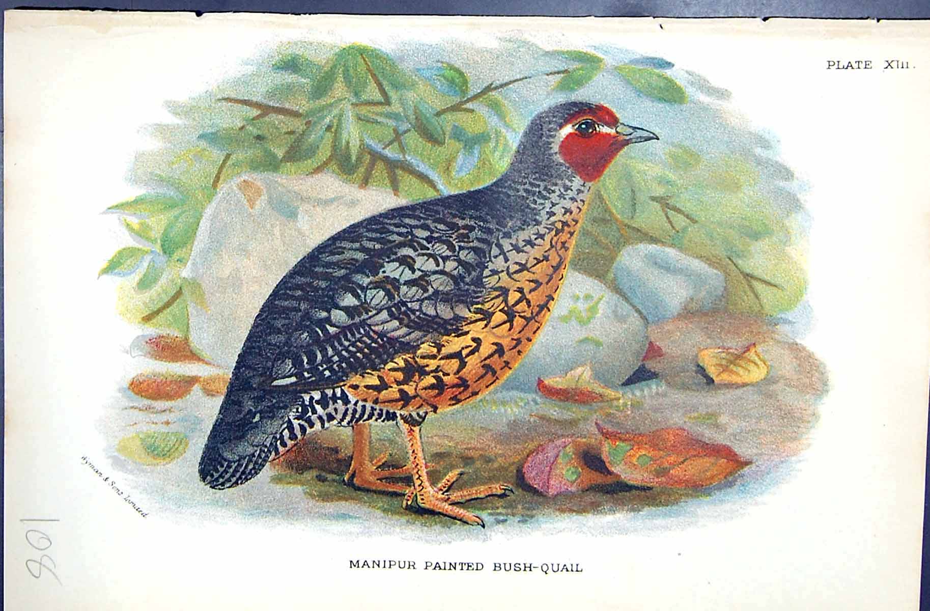 Antique Print 1896 Lloyd Sharpe Game Birds Manipur Painted Bush-Quail Wyman