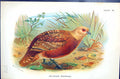 Antique Print 1896 Lloyd Sharpe Colour Game Birds Mountain Partridge Wyman 19th