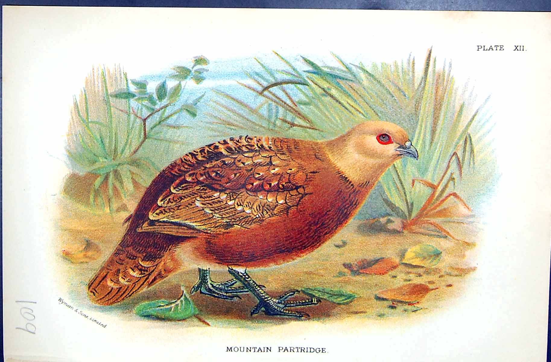 Antique Print 1896 Lloyd Sharpe Colour Game Birds Mountain Partridge Wyman 19th