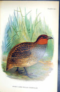 Antique Old Print 1896 Lloyd Sharpe Game Birds Hose'S Long-Billed Francolin