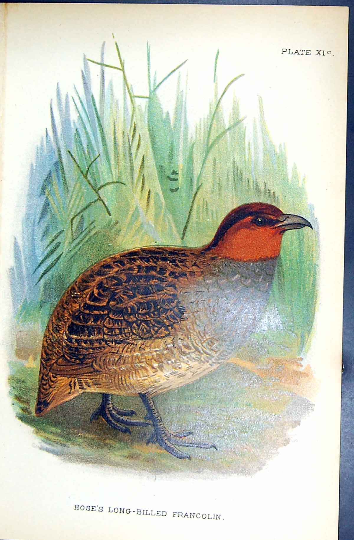 Antique Old Print 1896 Lloyd Sharpe Game Birds Hose'S Long-Billed Francolin