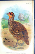 Old 1896 Lloyd Sharpe Game Birds Reichenow'S Bare-Throated Francolin Victorian
