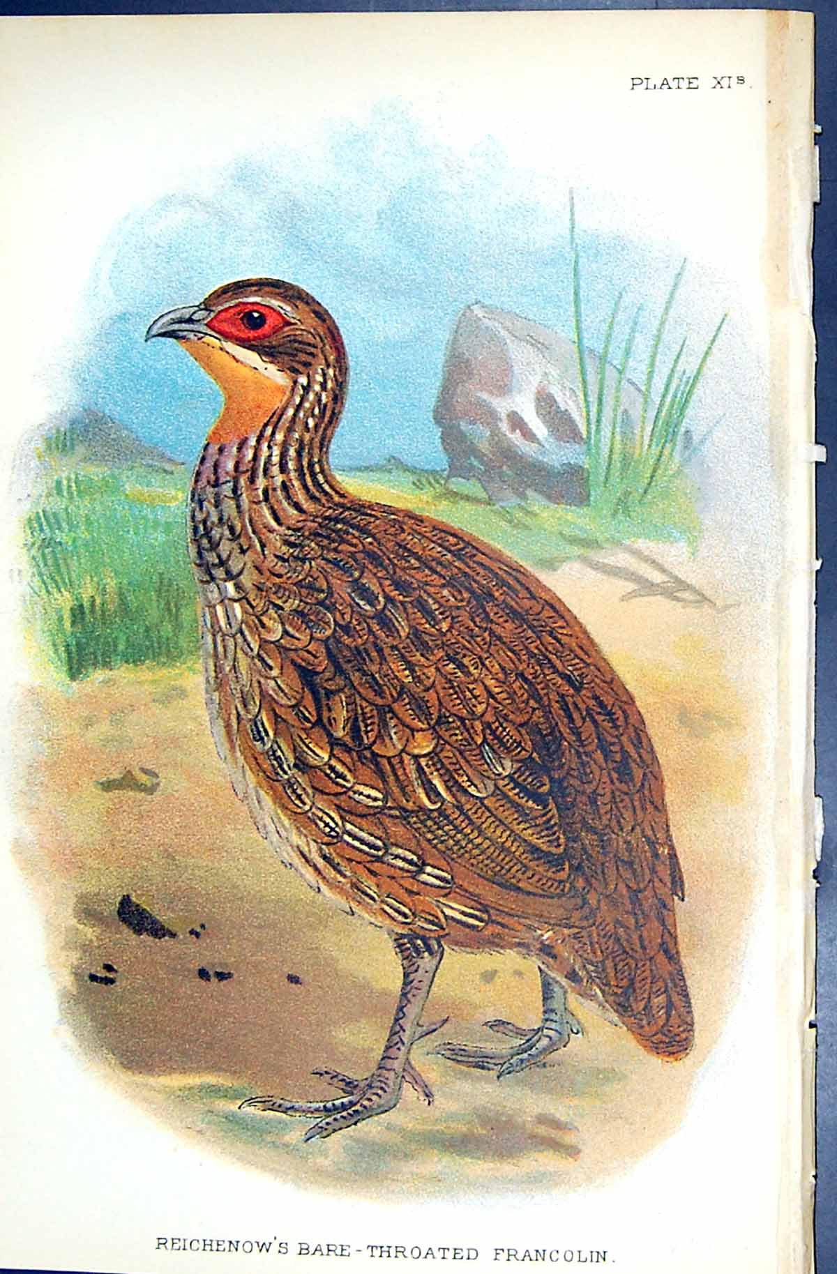 Old 1896 Lloyd Sharpe Game Birds Reichenow'S Bare-Throated Francolin Victorian