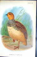 Old Antique Print 1896 Lloyd Sharpe Colour Game Birds Hubbard'S Francolin 19th