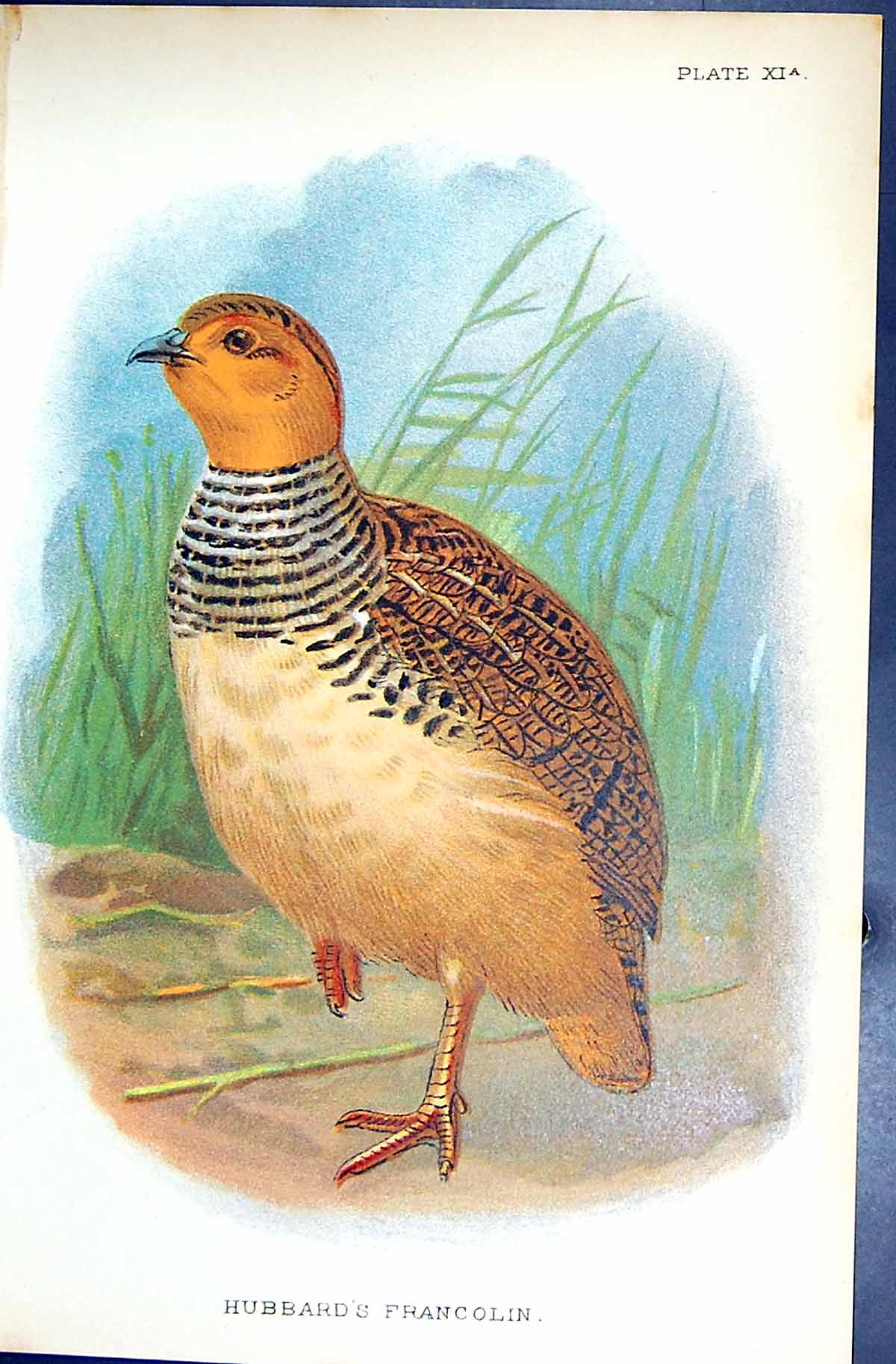 Old Antique Print 1896 Lloyd Sharpe Colour Game Birds Hubbard'S Francolin 19th