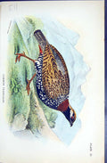 Antique Old Print 1896 Lloyd Sharpe Colour Game Birds Common Francolin Wyman
