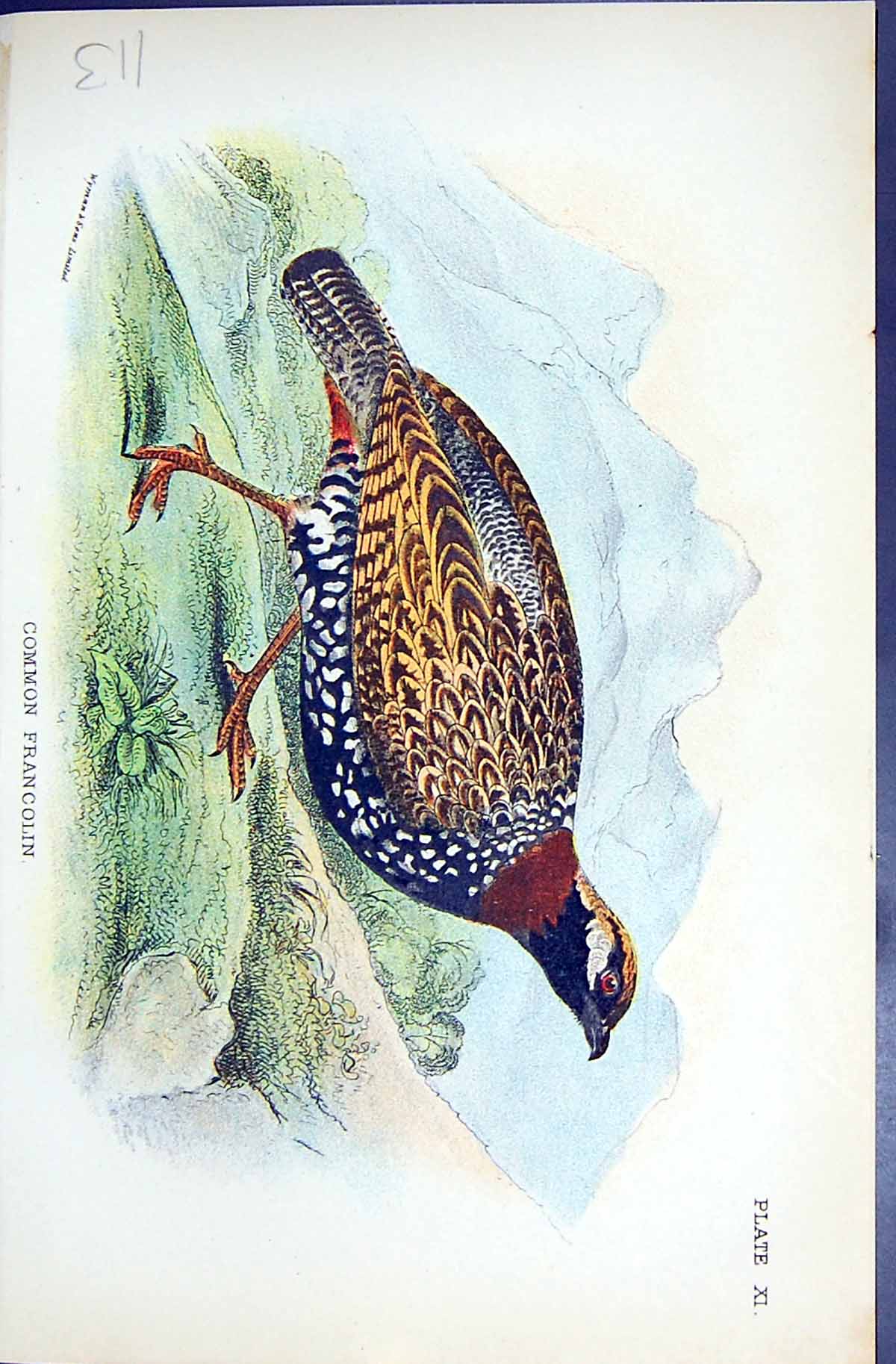 Antique Old Print 1896 Lloyd Sharpe Colour Game Birds Common Francolin Wyman