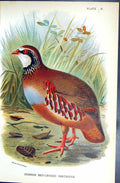 Old Print Spanish Red-Legged Partridge Wyman 1896 Lloyd Sharpe Game Birds 19th