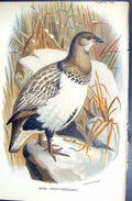 Antique Print 1896 Lloyd Sharpe Colour Game Birds Altai Snow-Pheasant Wyman