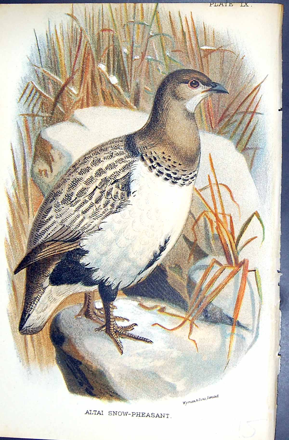 Antique Print 1896 Lloyd Sharpe Colour Game Birds Altai Snow-Pheasant Wyman