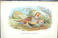 Old 1896 Lloyd Sharpe Game Birds Pallas' Three-Toed Sand-Grouse Wyman Victorian