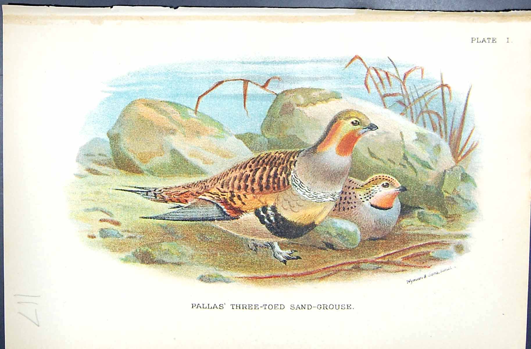 Old 1896 Lloyd Sharpe Game Birds Pallas' Three-Toed Sand-Grouse Wyman Victorian