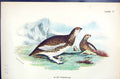 Antique Old Print 1896 Lloyd Sharpe Colour Game Birds Rock Ptarmigan Wyman 19th