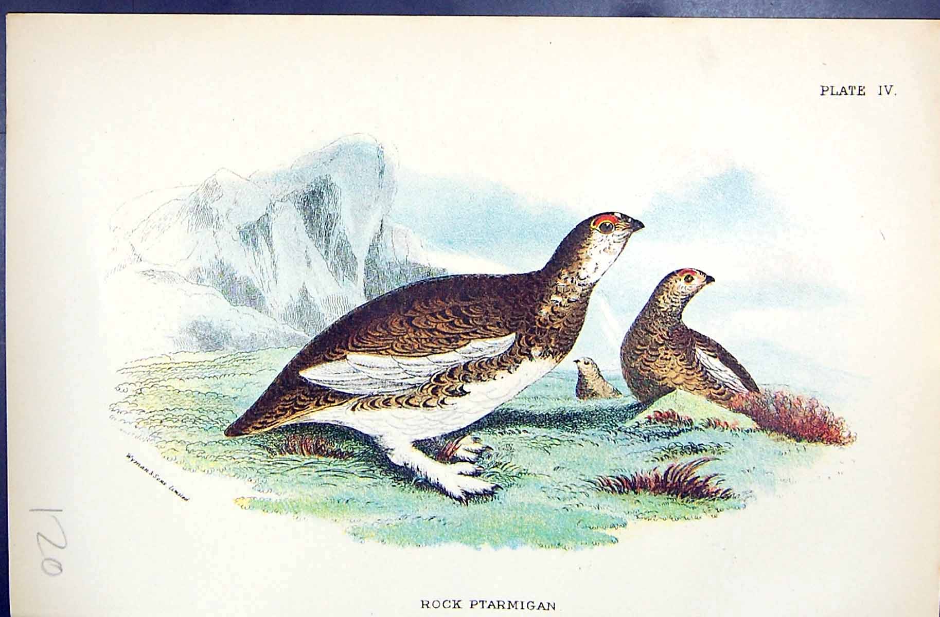 Antique Old Print 1896 Lloyd Sharpe Colour Game Birds Rock Ptarmigan Wyman 19th