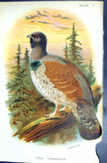 Antique Old Print 1896 Lloyd Sharpe Colour Game Birds Ural Capercailzie Wyman
