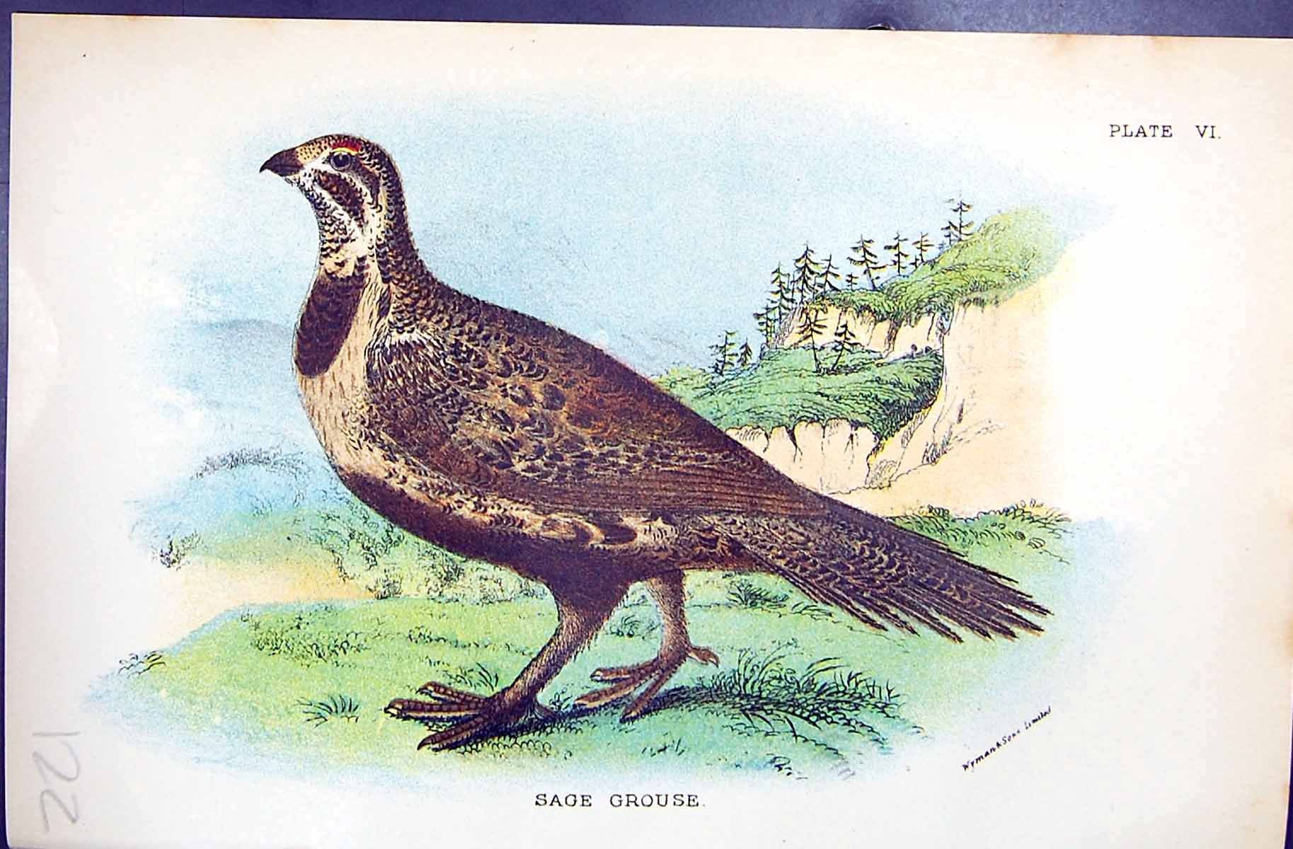 Old Antique Print Sage Grouse Wyman 1896 Lloyd Sharpe Colour Game Birds 19th