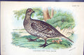 Old Print 1896 Lloyd Sharpe Game Birds Northern Sharp-Tailed Grouse Wyman 19th