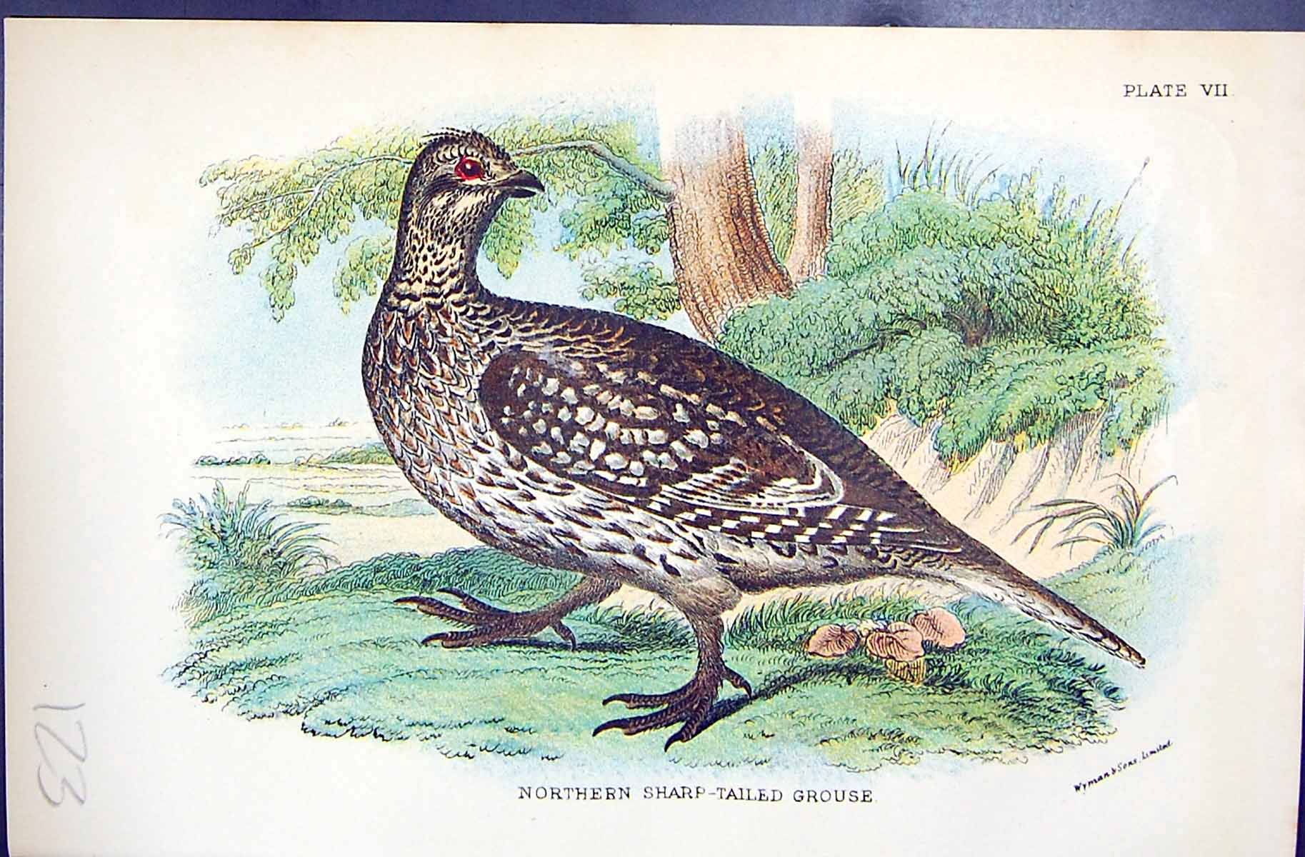 Old Print 1896 Lloyd Sharpe Game Birds Northern Sharp-Tailed Grouse Wyman 19th