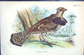 Old Antique Print 1896 Lloyd Sharpe Colour Game Birds Ruffed Grouse Wyman 19th