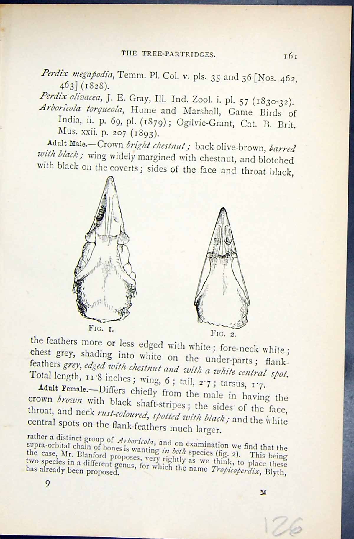 Old 1896 Lloyd Sharpe Game Birds Three-Toed Sand-Grouse Aicnatus Ster Victorian