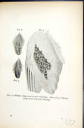 Old 1896 Lloyd Sharpe Game Birds Median Wing-Covert Male Female Partr Victorian