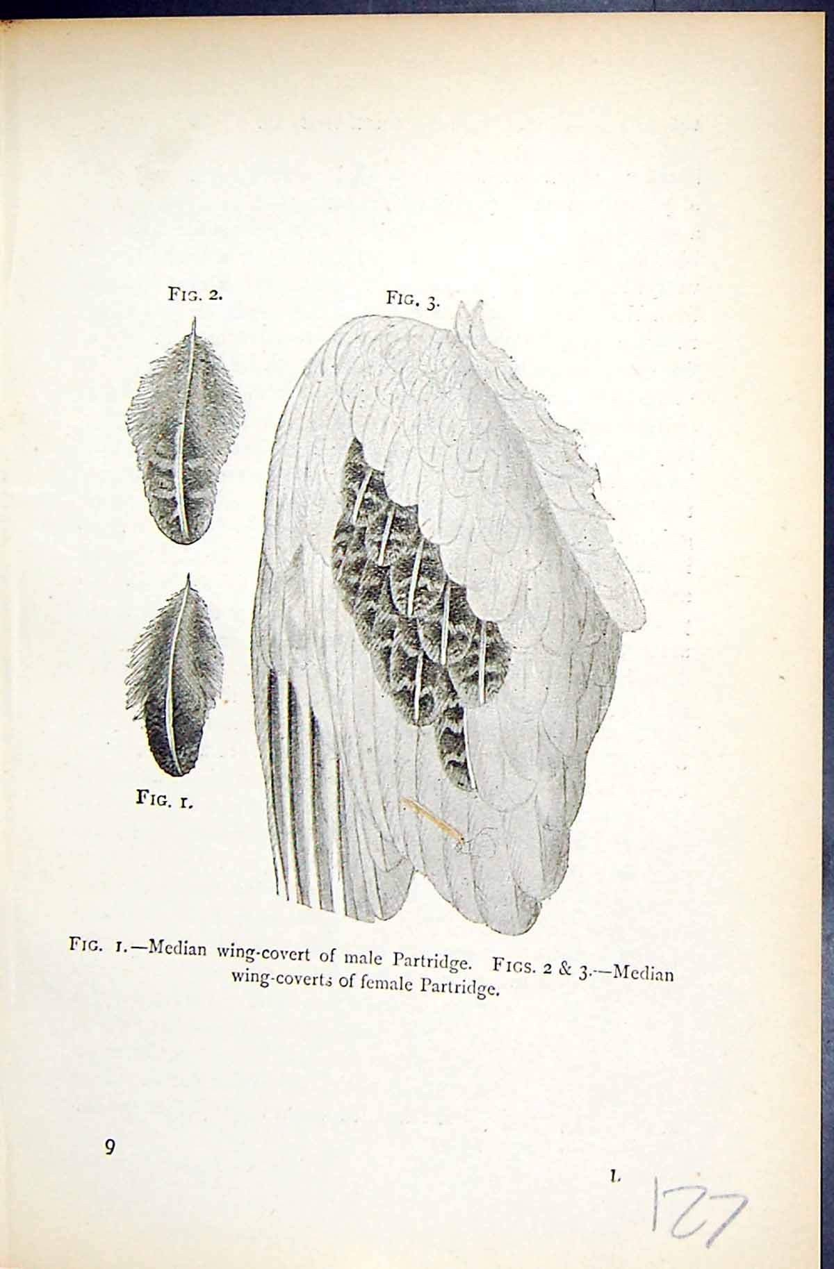 Old 1896 Lloyd Sharpe Game Birds Median Wing-Covert Male Female Partr Victorian