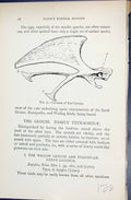 Old 1896 Lloyd Sharpe Game Birds Red Grouse Sternum Family Tetraonida Victorian