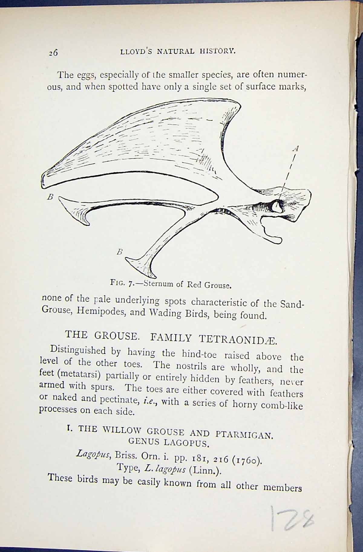 Old 1896 Lloyd Sharpe Game Birds Red Grouse Sternum Family Tetraonida Victorian