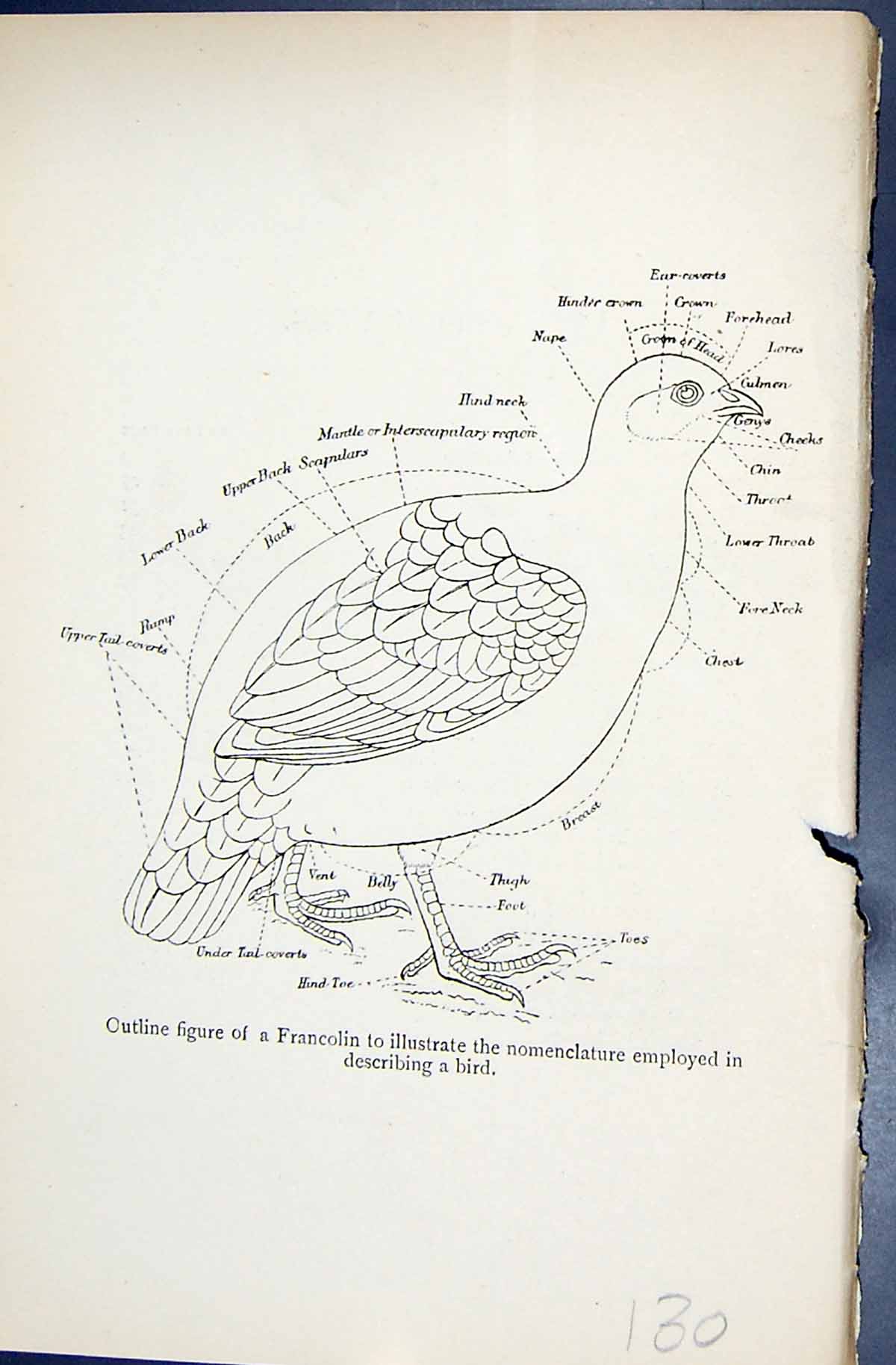 Old 1896 Lloyd Sharpe Game Birds Francolin Diagram Nape Back Chest Br Victorian
