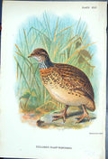 Antique Old Print 1897 Lloyd Sharpe Game Birds Collared Plain Wanderer Wyman