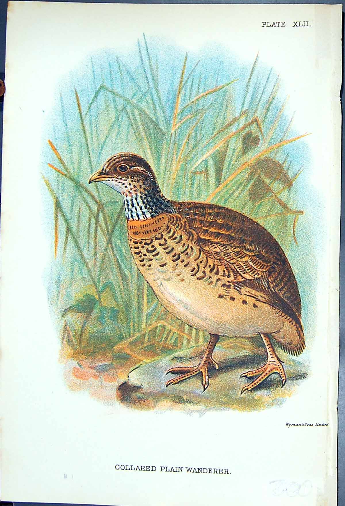 Antique Old Print 1897 Lloyd Sharpe Game Birds Collared Plain Wanderer Wyman