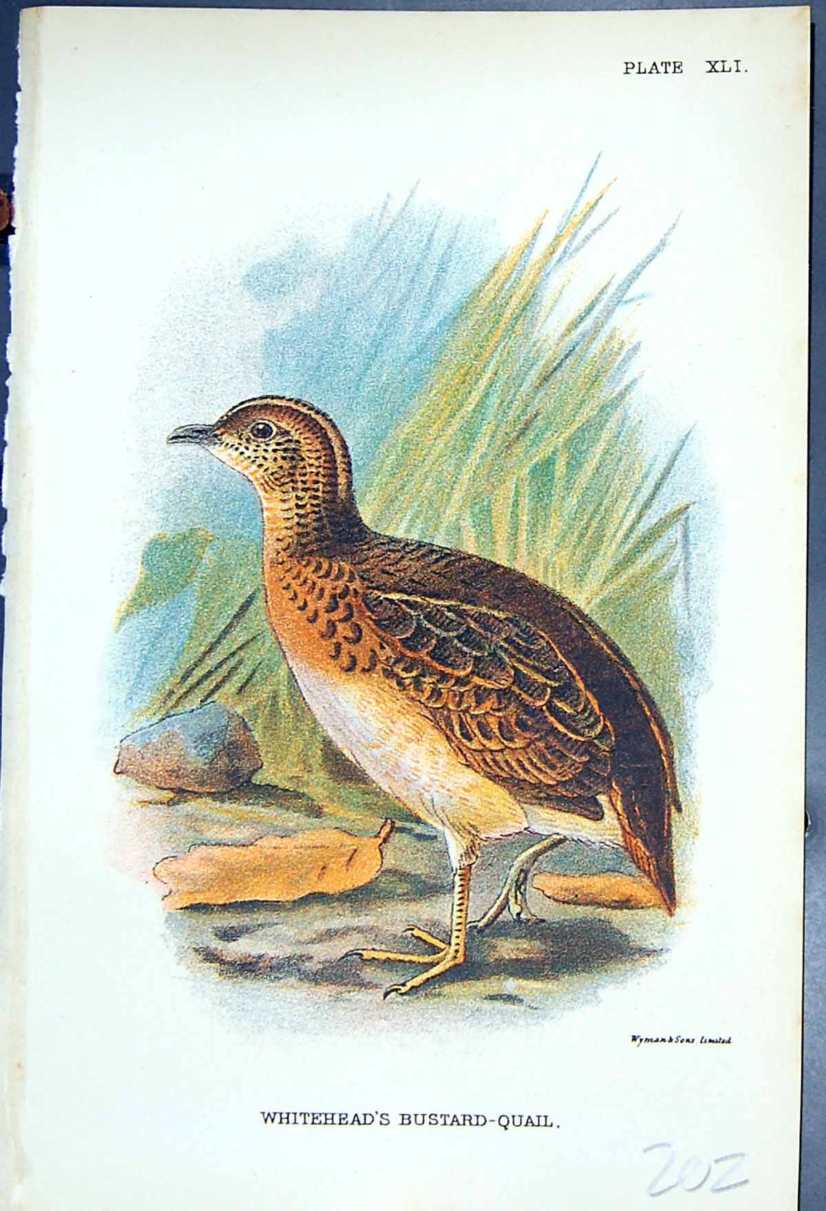 Antique Print Whitehead'S Bustard-Quail Wyman 1897 Lloyd Sharpe Game Birds 19th
