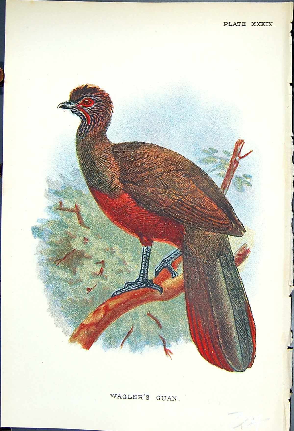 Original Old Antique Print 1897 Lloyd Sharpe Colour Game Birds Wagler'S Guan