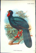 Original Old Antique Print Black Penelope 1897 Lloyd Sharpe Colour Game Birds