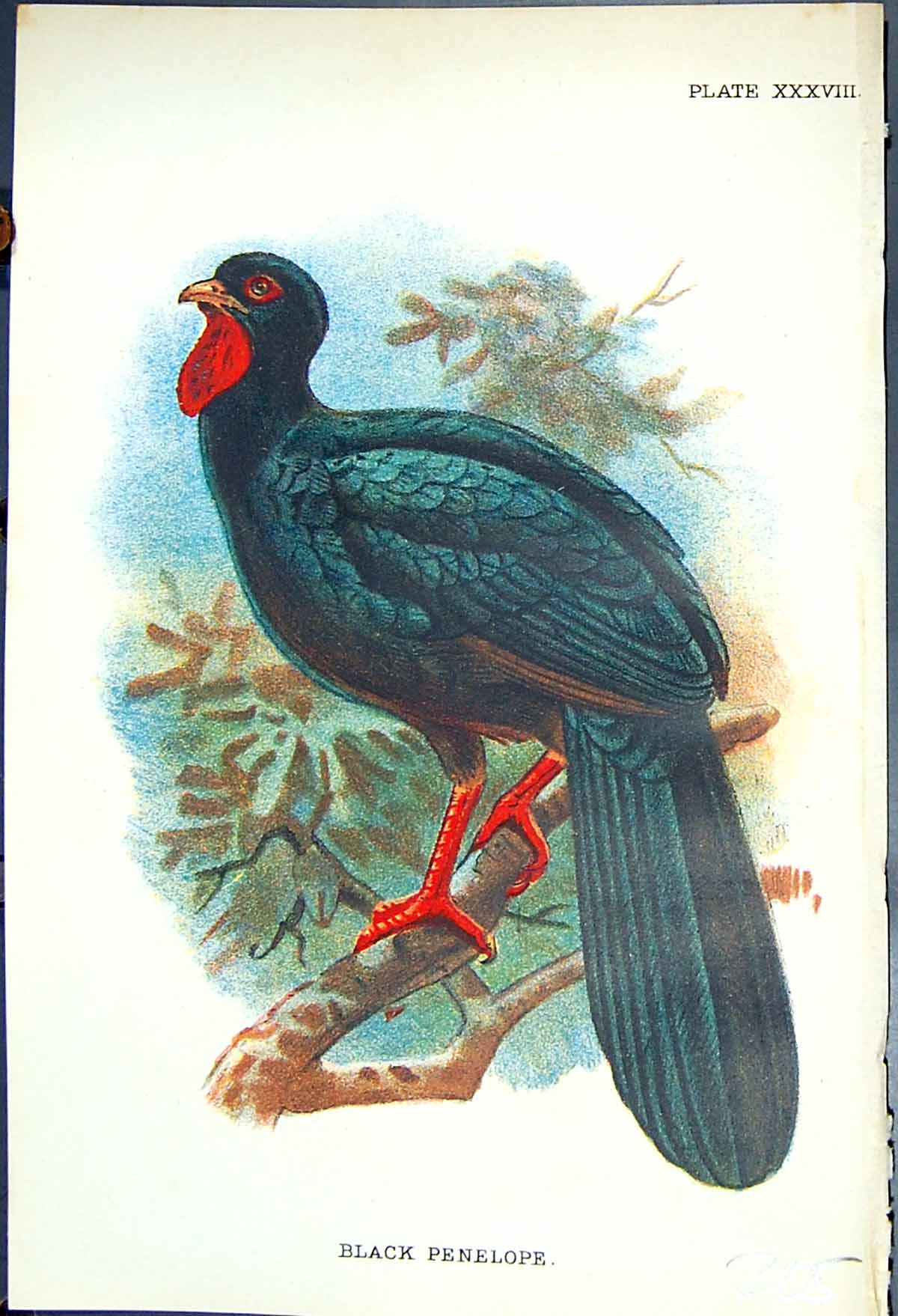 Original Old Antique Print Black Penelope 1897 Lloyd Sharpe Colour Game Birds