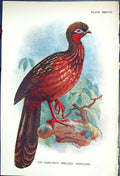 Antique Old Print The Chestnut-Bellied Penelope 1897 Lloyd Sharpe Game Birds