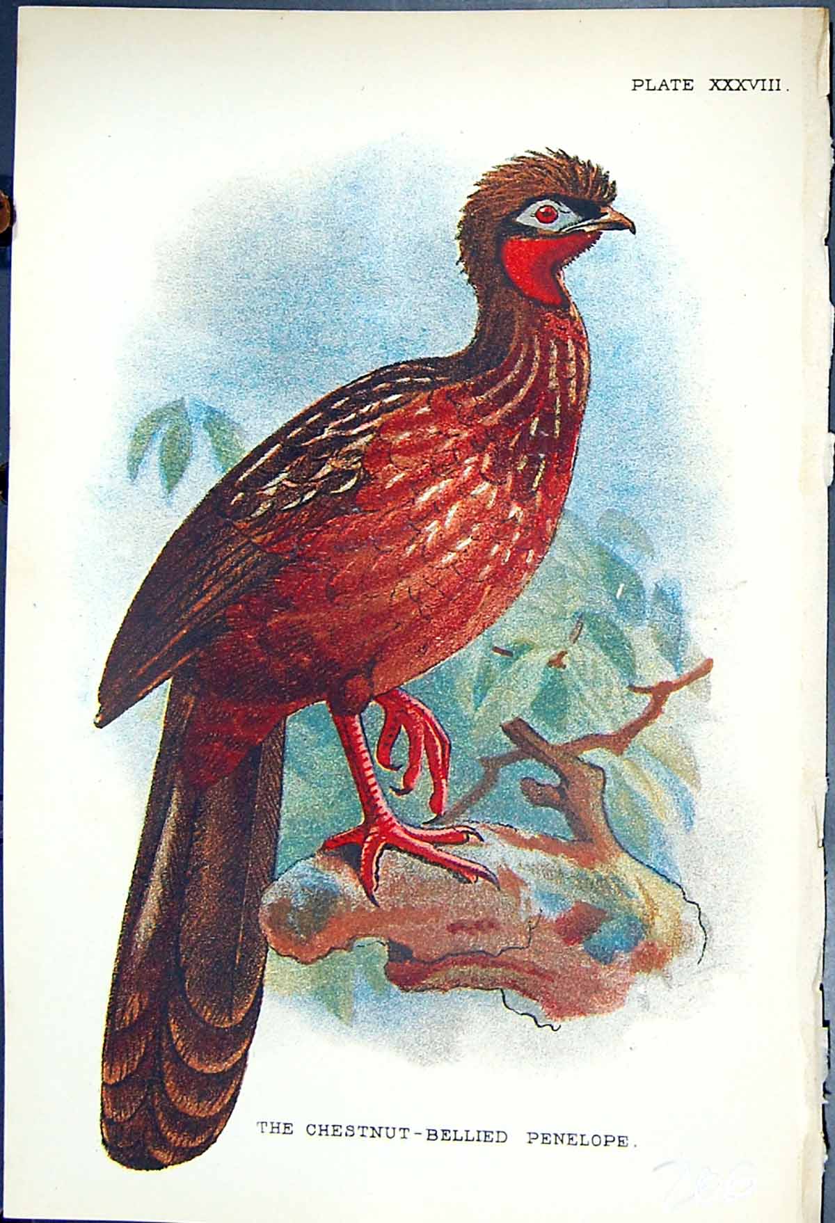 Antique Old Print The Chestnut-Bellied Penelope 1897 Lloyd Sharpe Game Birds