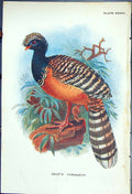 Original Old Antique Print 1897 Lloyd Sharpe Colour Game Birds Gray'S Curassow