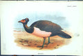 Original Old Antique Print 1897 Lloyd Sharpe Colour Game Birds Maleo Victorian