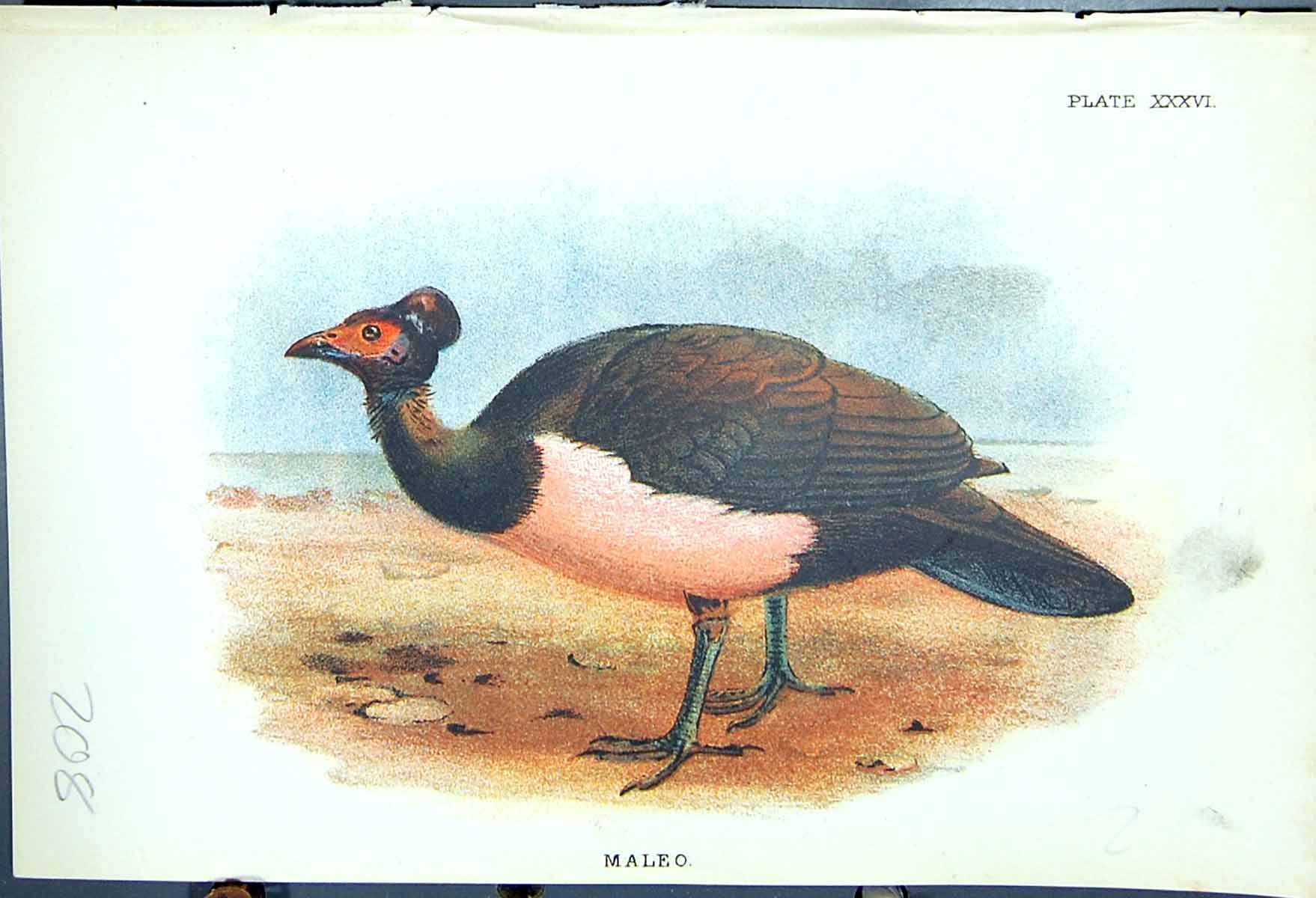 Original Old Antique Print 1897 Lloyd Sharpe Colour Game Birds Maleo Victorian
