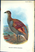 Old Print 1897 Lloyd Sharpe Colour Game Birds Wallace'S Painted Megapode 19th