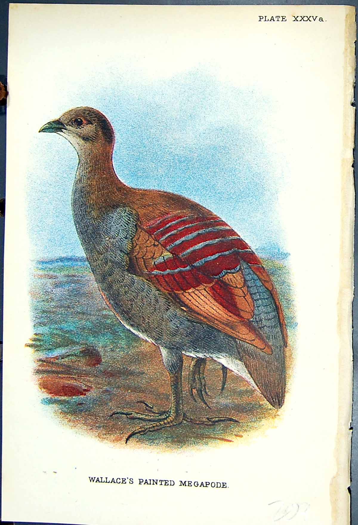 Old Print 1897 Lloyd Sharpe Colour Game Birds Wallace'S Painted Megapode 19th