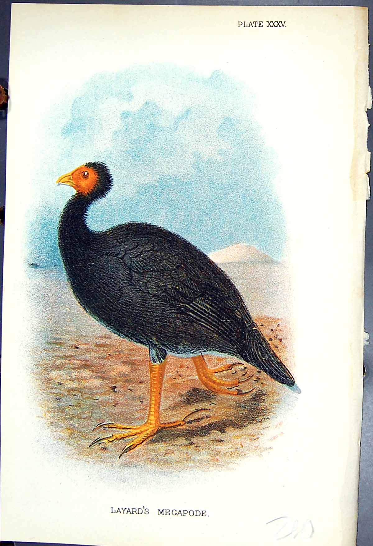 Old Antique Print 1897 Lloyd Sharpe Colour Game Birds Layard'S Megapode 19th