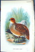 Old Antique Print 1897 Lloyd Sharpe Colour Game Birds Long-Legged Colin 19th