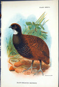 Antique Old Print 1897 Lloyd Sharpe Game Birds Black-Breasted Partridge Wyman