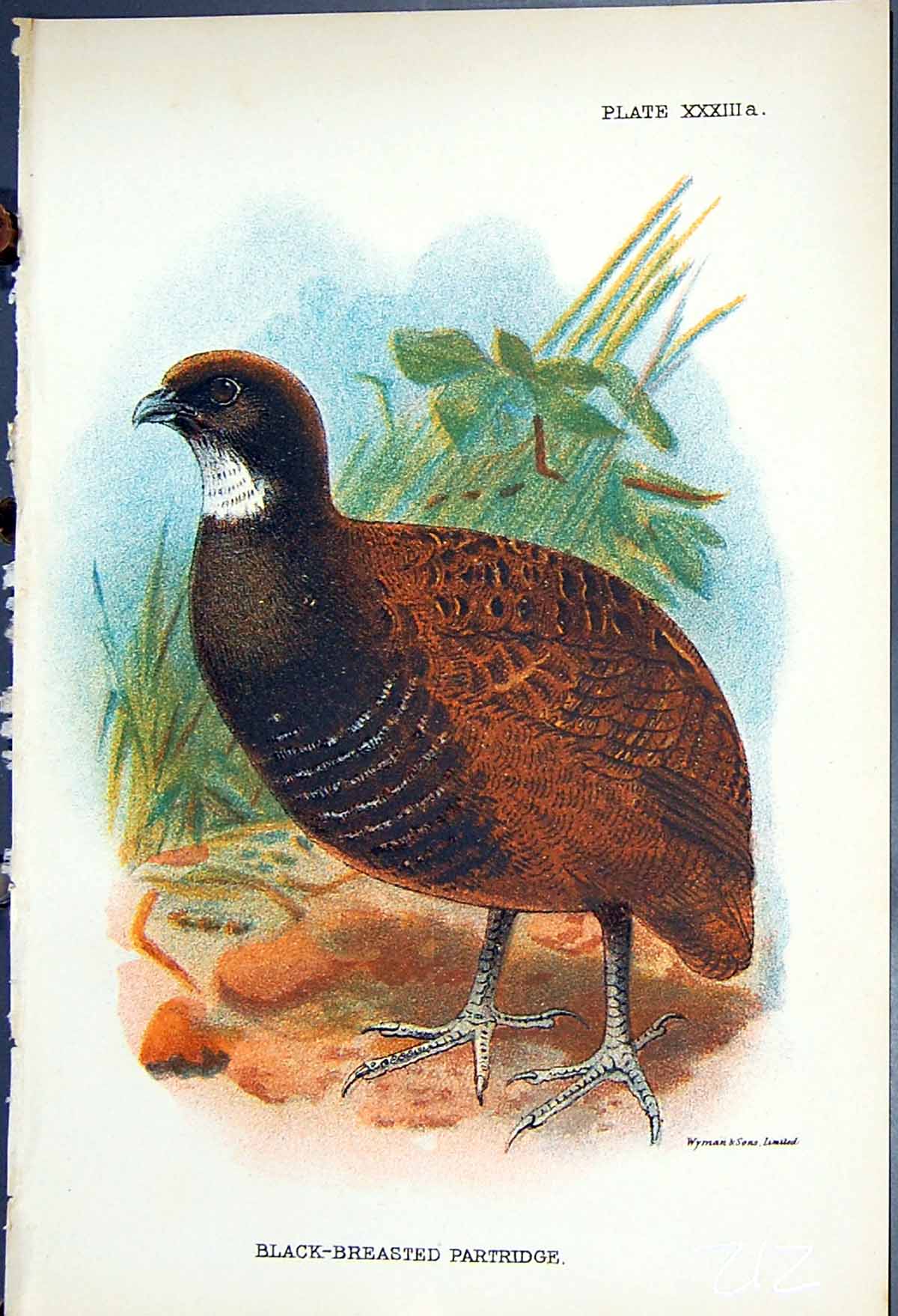 Antique Old Print 1897 Lloyd Sharpe Game Birds Black-Breasted Partridge Wyman