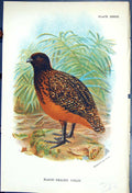 Antique Print 1897 Lloyd Sharpe Colour Game Birds Black-Headed Colin Wyman 19th